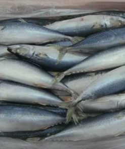 Frozen Mackerel Fish