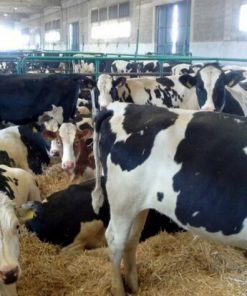 Holstein Heifers cows